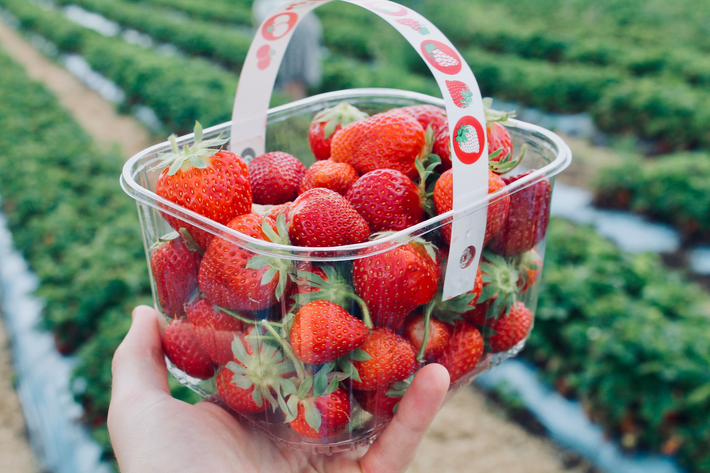 bpa free container