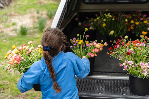 5 Gallon Bucket Gardening: Perfect for Limited Space Gardening