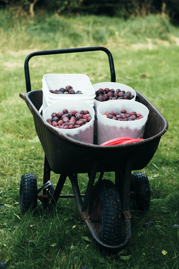 A wheelbarrow filled with plastic buckets of harvested plums sits on green grass outdoors.