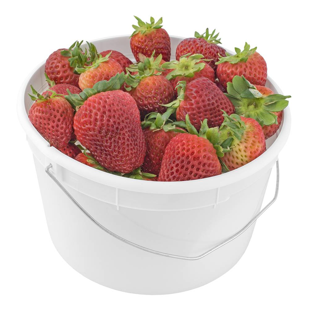 1 gal. BPA Free Food Grade Round Bucket with Wire  Handle (T809128W)