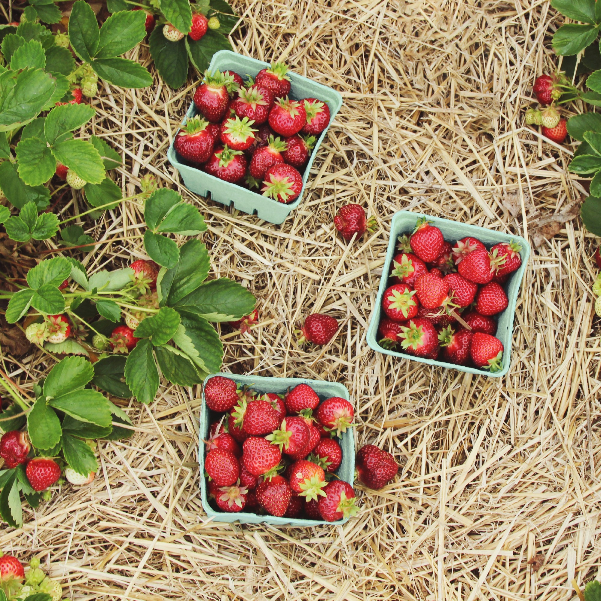 EcoChoice 1 Qt. Green Molded Pulp Berry / Produce Basket - Case of 250